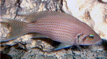 Neolamprologus olivaceous